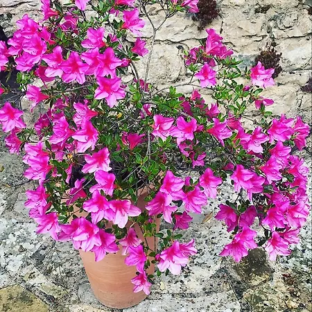 招待所 D'hotes Le Flacon De La Verrouille